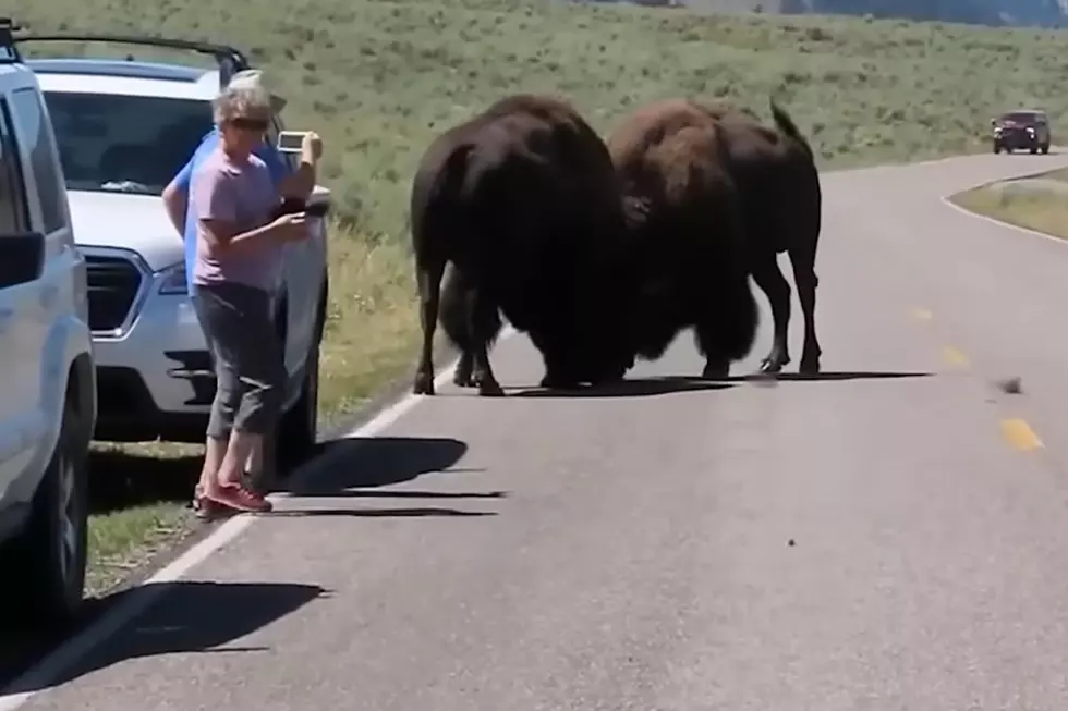 Oblivious Tourists Nearly Obliterated by Battling Bison
