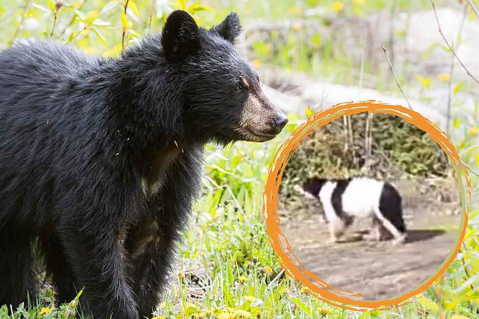WATCH: Crazy Looking Black Bear Caught On Camera