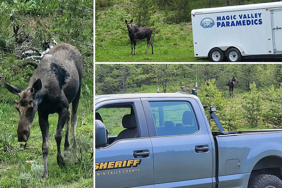 LOOK: Curious Young Moose Approaches Twin Falls Sheriff in the South Hills
