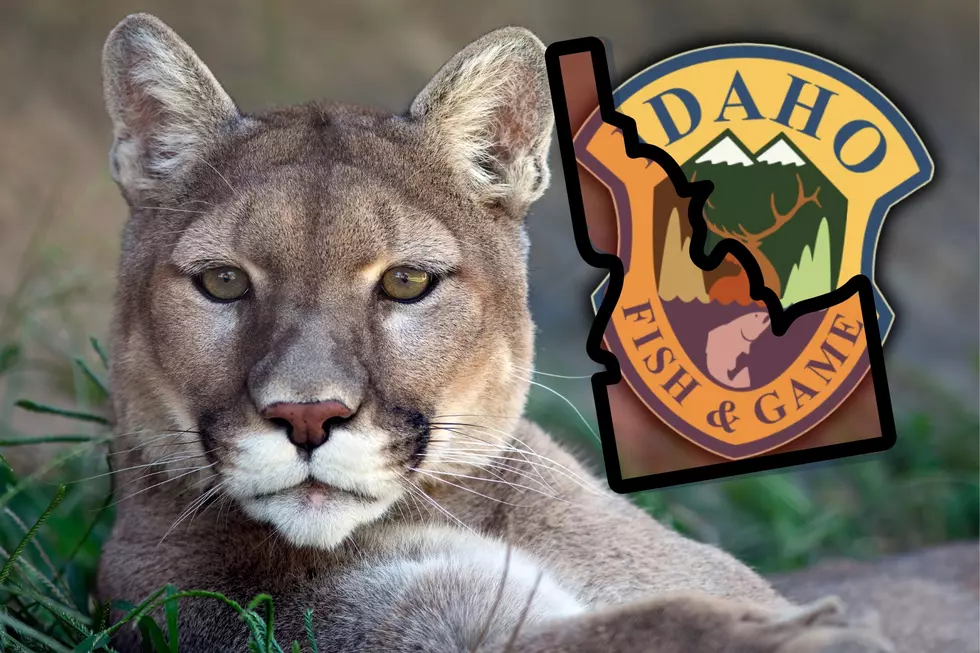 Idaho Fish and Game Kill Mountain Lion Found in Family Yard