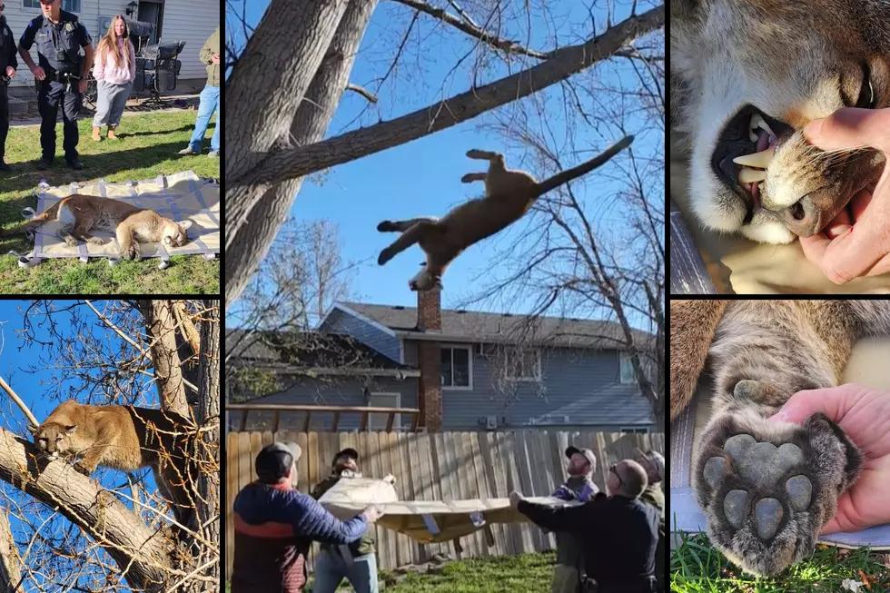 Idaho Fish and Game Remove Mountain Lion From Tree in Family Yard