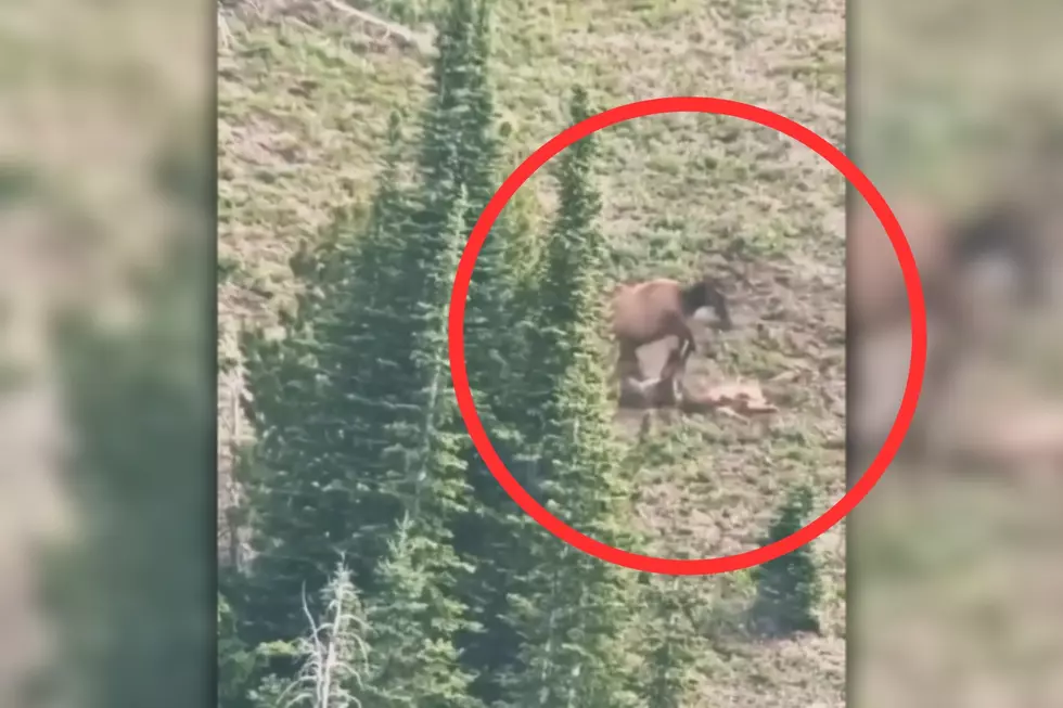 Hey Idaho, Bet You Didn’t Know Elk Could Do This to a Mountain Lion