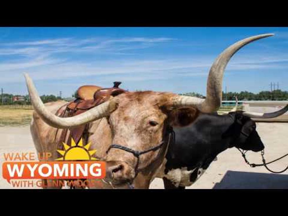 Saddle Up The Long Horn At Fort Casper [VIDEO]