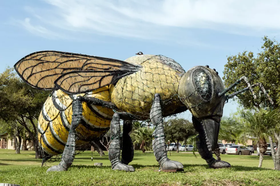 Forget Murder Hornets – Killer Bees Are Back (NOT KIDDING)