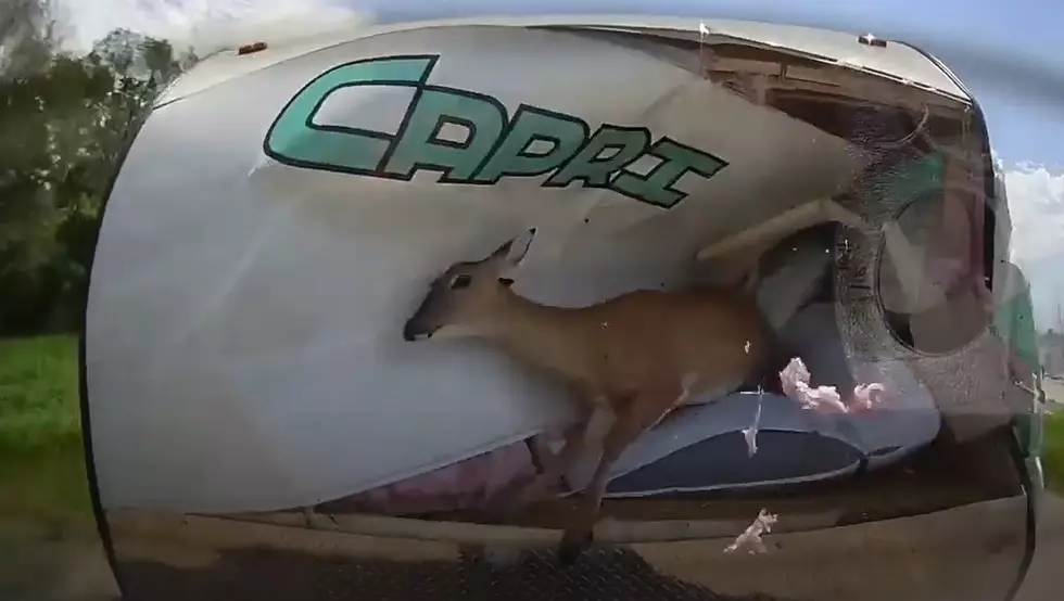 Deer Survives Camper Hit  (VIDEO)