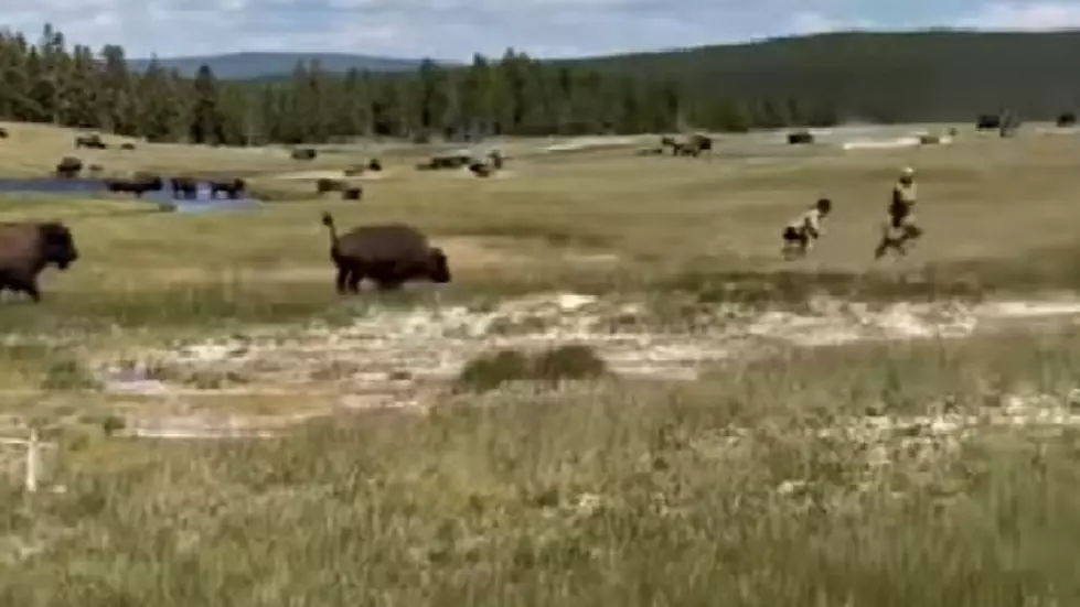 “Play Dead” Bison Stands Over Fallen Woman (VIDEO)