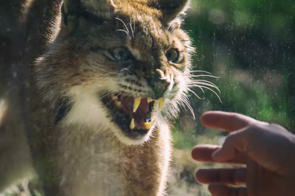Woman Lures Bobcat Into Car With Fish Sandwich