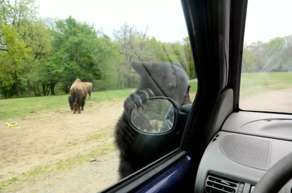 Bears Opening Car Doors (VIDEOS)