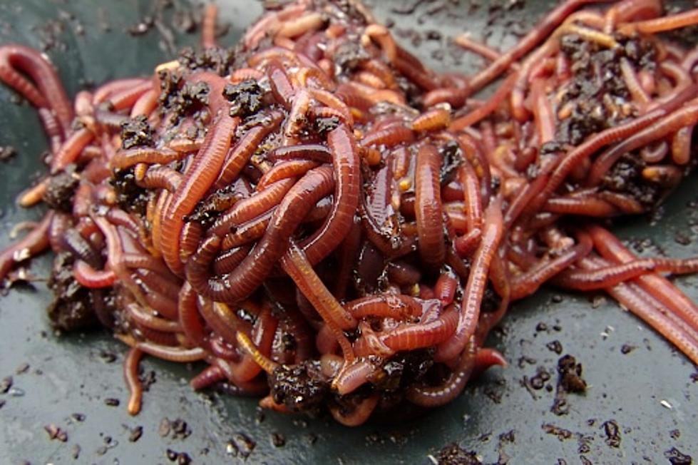 Asian Jumping Earthworms – Because Murder Hornets Bombed