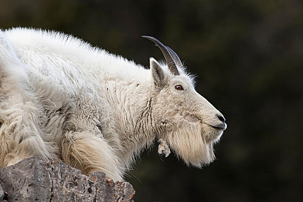 Who Wants To Go Goat Hunting In Wyoming?
