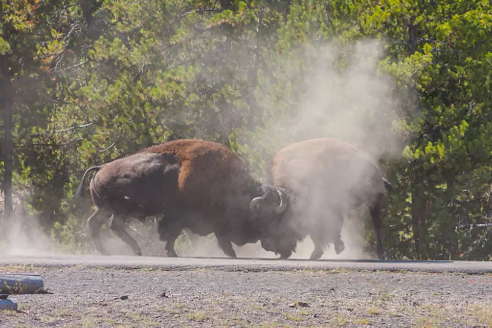 5 Yellowstone Bison Road Battles (VIDEOS)
