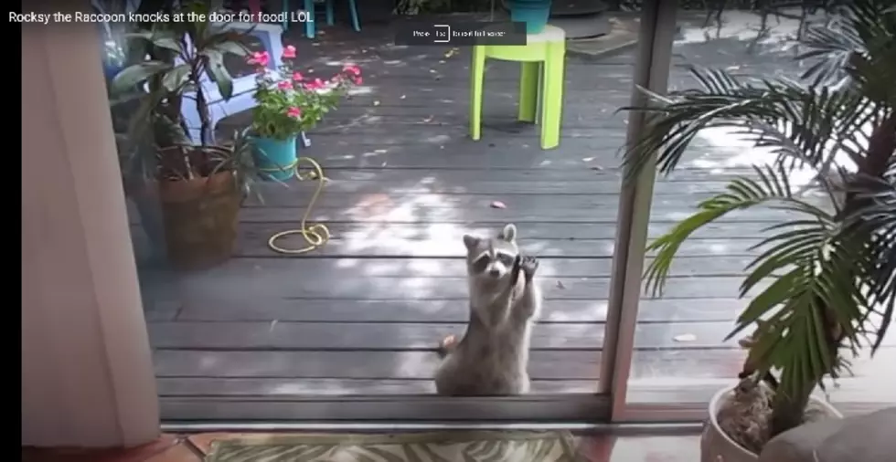 WATCH: Raccoon Knocks When Cat Dish Is Empty