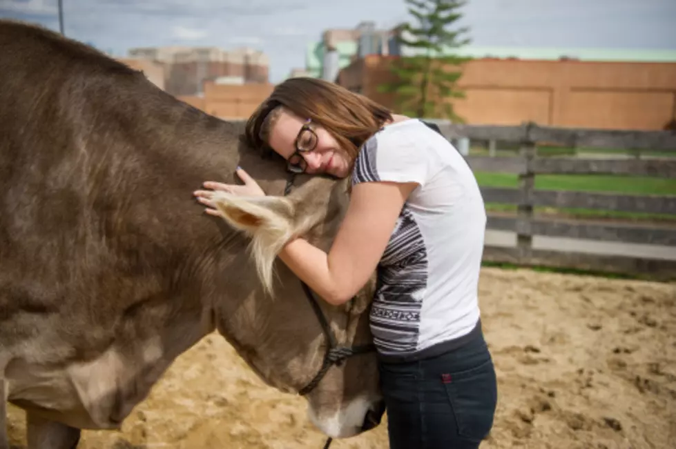 WATCH: Cow-Hugging, The Latest Anxiety Therapy