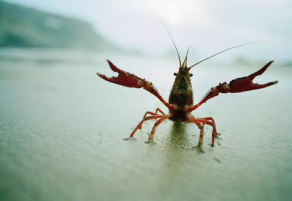 Escaped Mutant Crayfish Takes Over Cemetery (NOT KIDDING)