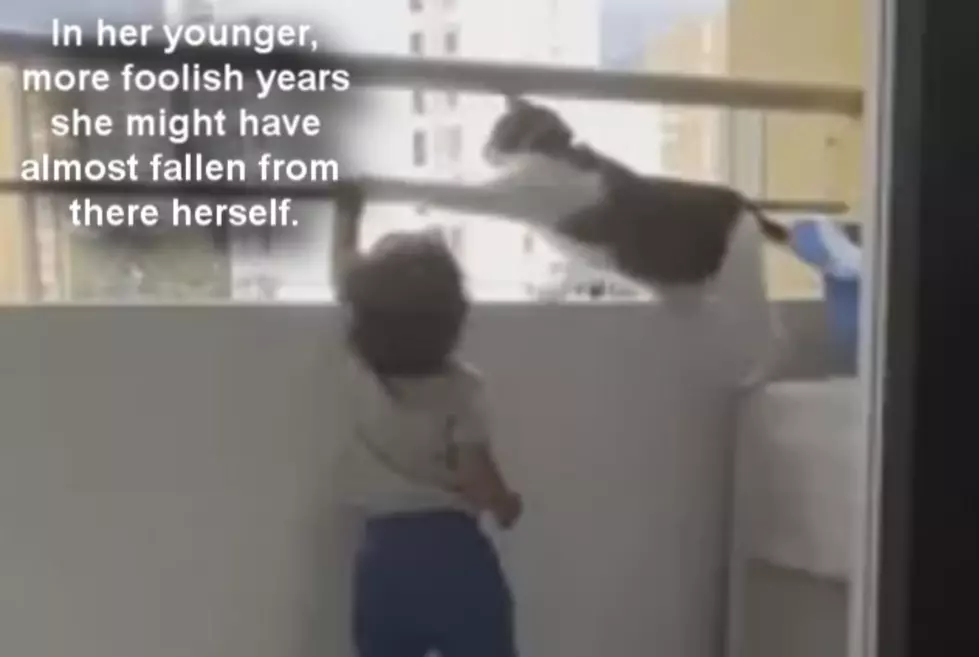 WATCH: Mama Cat Protects Foolish Toddler