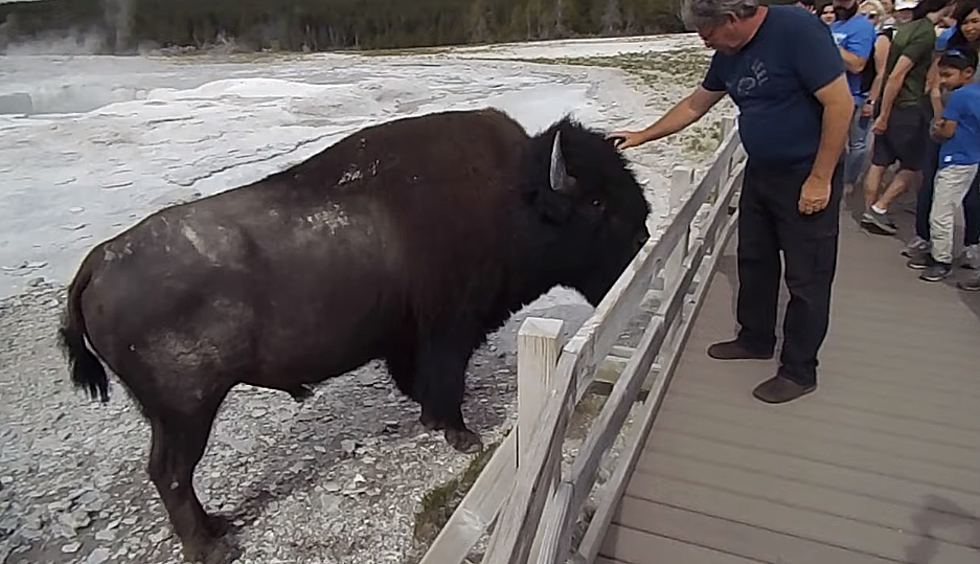 Wyoming Bison Seen Sharpening Horns For Tourist Season