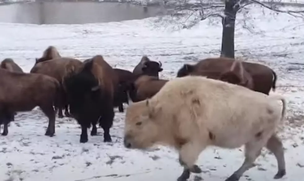 WATCH: Video Of Rare White Bison Born In 2021