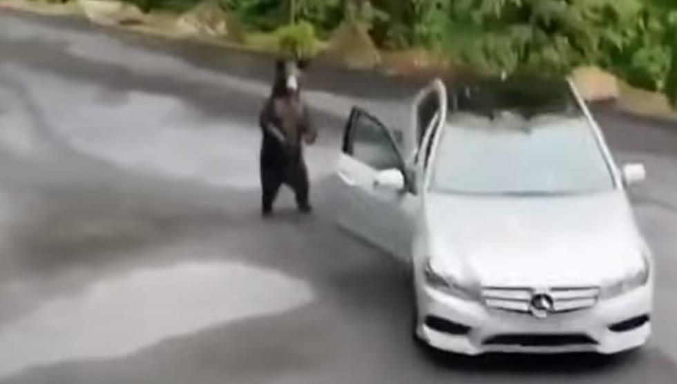 WATCH: Bear Acts All Innocent When Caught Opening Car Door