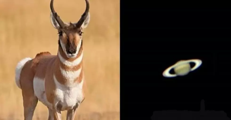 Can Wyoming Pronghorn Really See The Rings Of Saturn?
