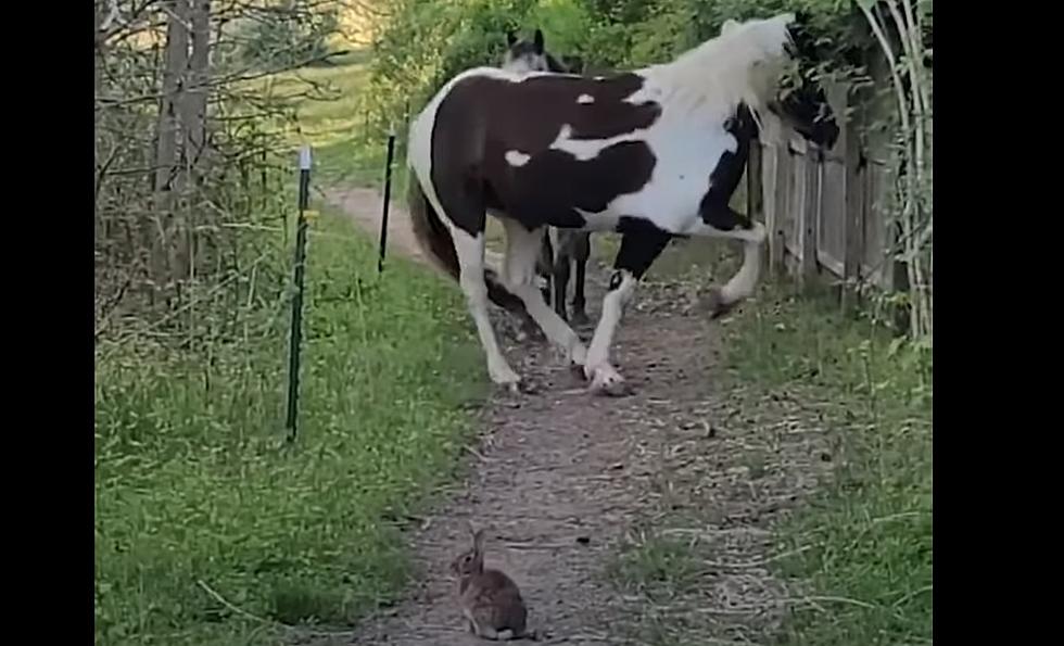 Horses Terrified By Possible Demon Bunny