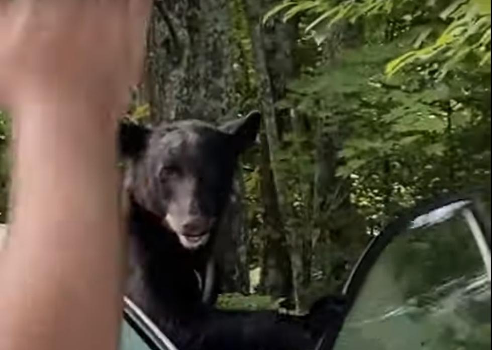 Frightened Man Shoos Bear From Inside His Car