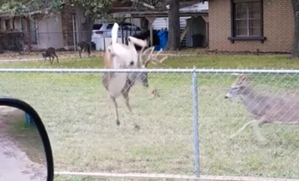 Feisty Buck Jumps Fence To Get At Rival