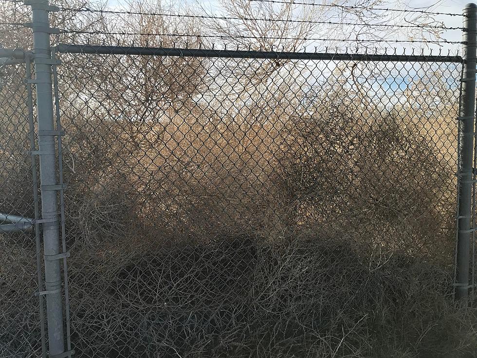 Hundreds Of Miles Of Tumbleweed Trapped by Wyoming Fencing