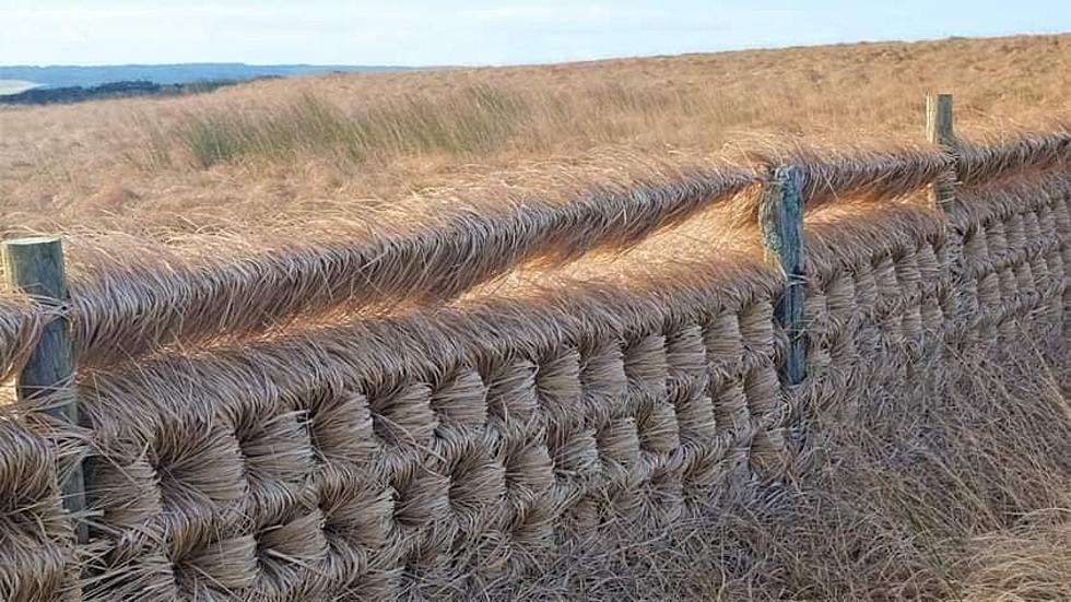 Wild Natural Wind Art – Grass & Fence