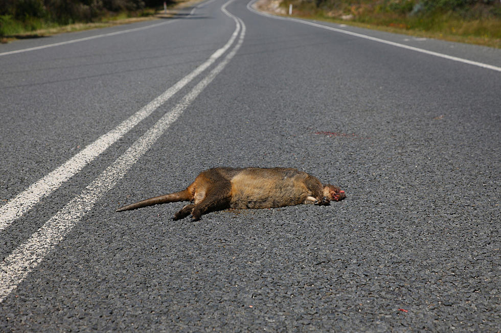 Wyoming Now Has Official Rules For Eating Roadkill
