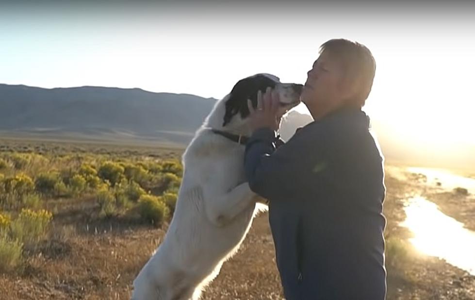 The Working Life of a Wyoming Ranch Dog