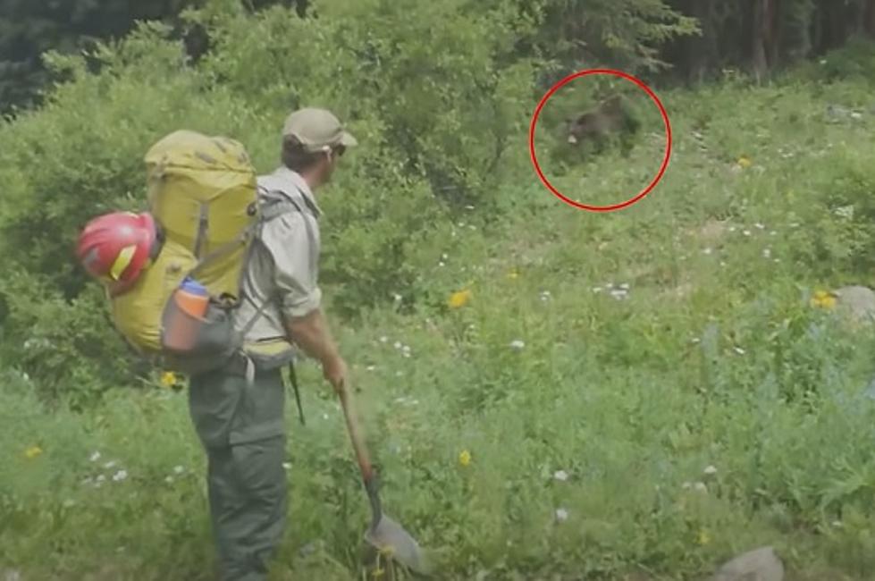 6 Frightening Close Encounters With Bears