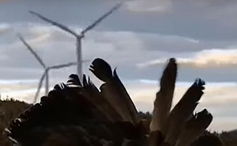 It’s Illegal To Shoot Eagles, But You Can Kill Them With Wind Turbines