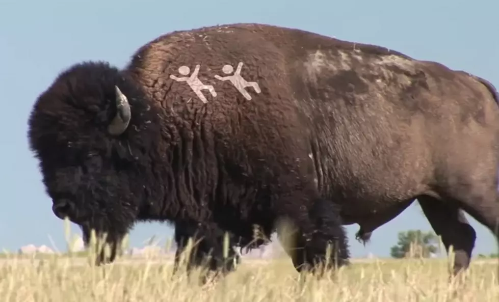 New “DO NOT KICK BISON” Rule For Stupid Yellowstone Tourist