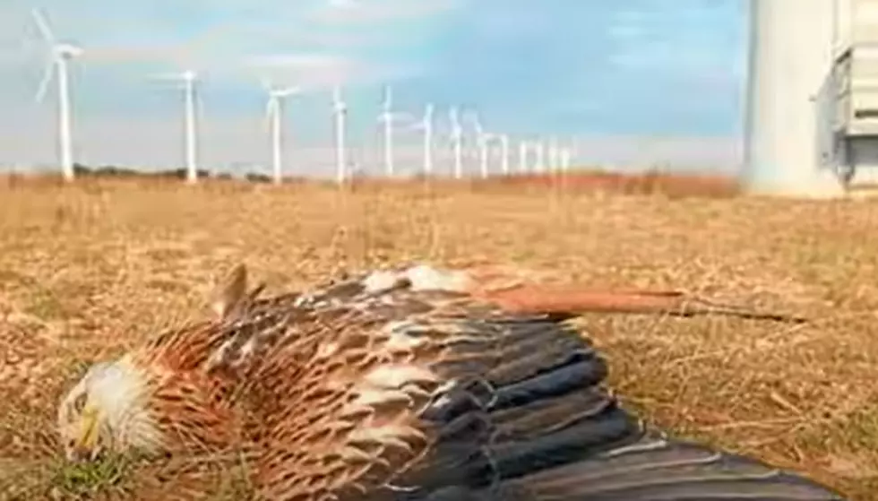 Wyoming Wind Farms Have Not Been Kind To Birds