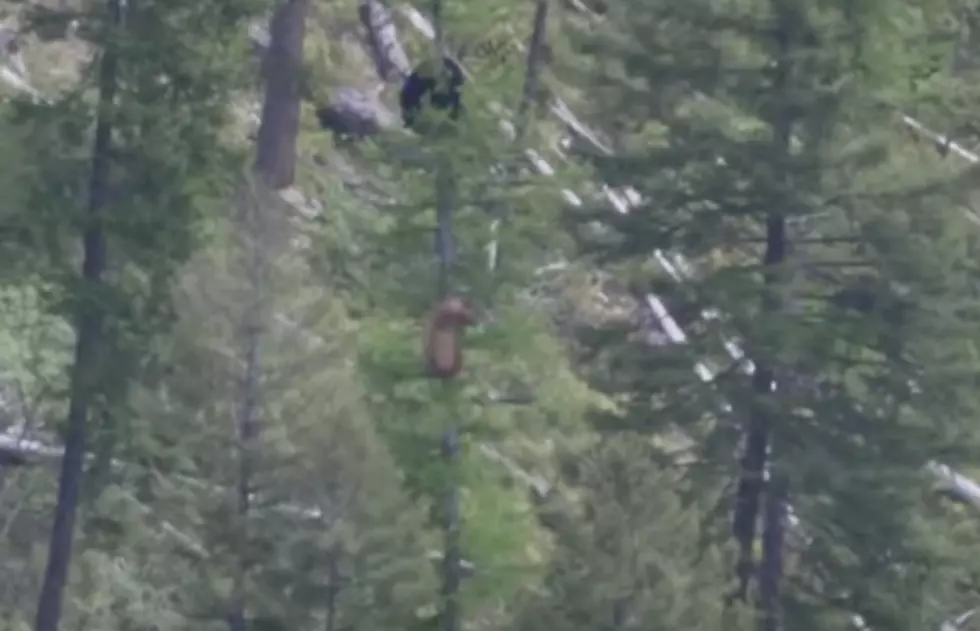 WATCH: Bear Chases Fellow Bear Up A Tree At Lightning Speed