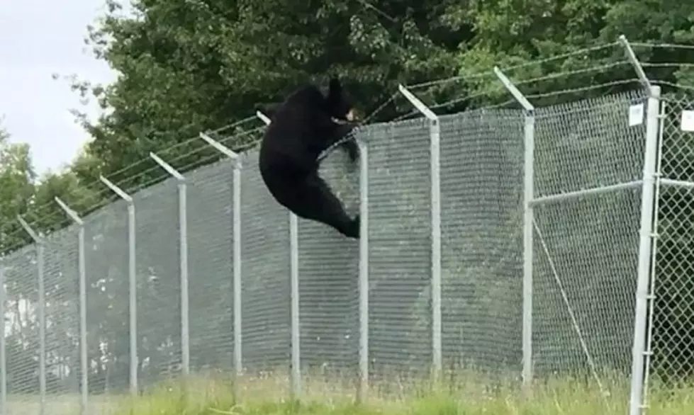 WATCH: Bears Can Climb Barbed Wire Fences With No Effort