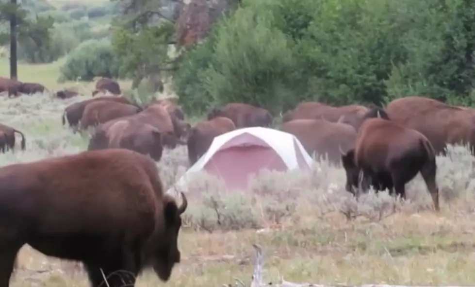 WATCH: Yellowstone Campers Wake To Bison Herd Surrounding Their Tent