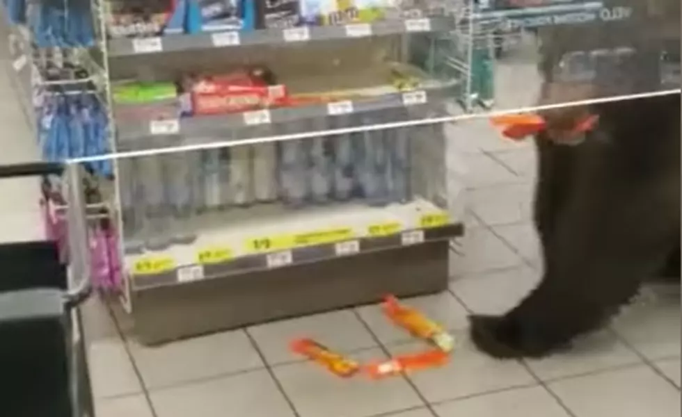 WATCH: Bear Steals Snacks From Convenience Store