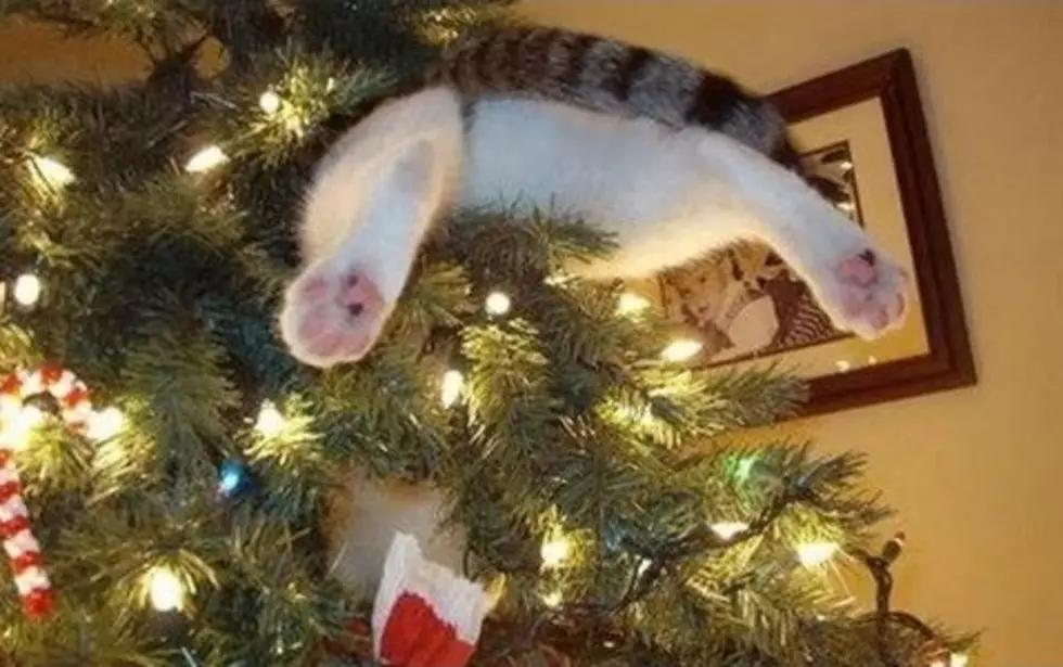 WATCH: Christmas Trees Don't Stand A Chance Against Cats