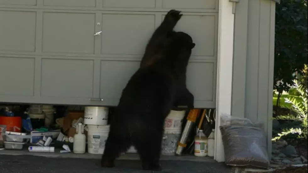 WATCH: Bears Have Figured Out Garage Doors