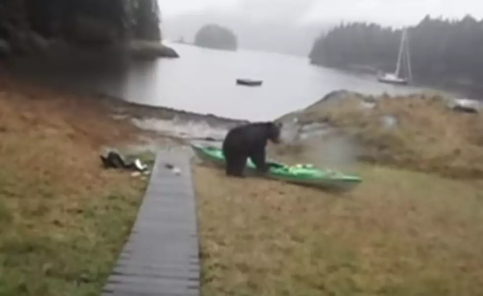 WATCH: Bear Gets Revenge By Eating Lady’s Kayak