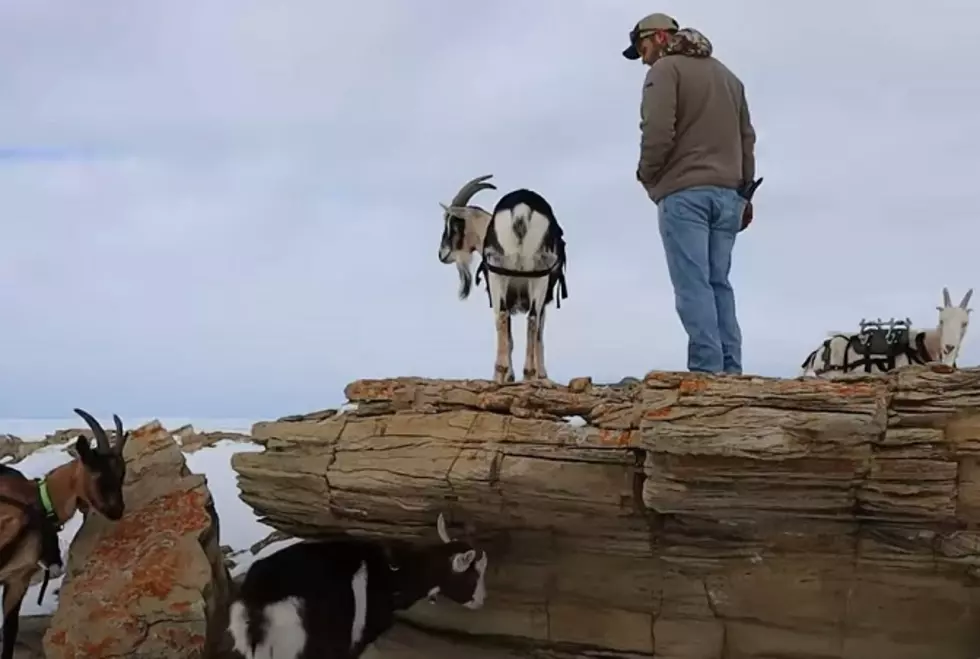 Wyoming Homesteader Takes His Goats For A Walk In The Snow