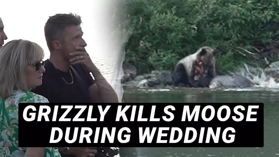 WATCH: Wedding Interrupted By Bear Taking Down A Moose