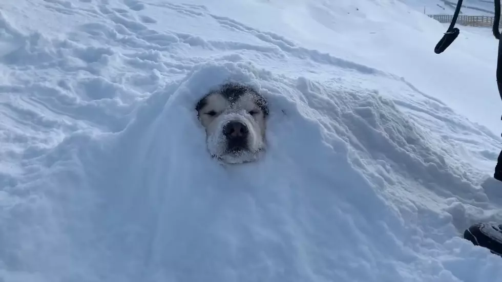 WATCH: These Pets Can’t Get Enough Of The Snow