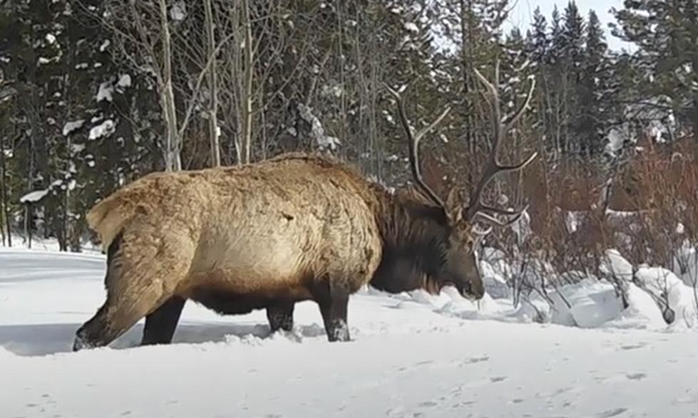 This WY Trail Cam Let’s You Spy On Moose, Mountain Lions, & More