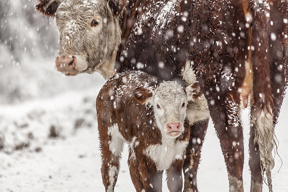 Wyoming Livestock Industry Hit Hard By Winter Weather