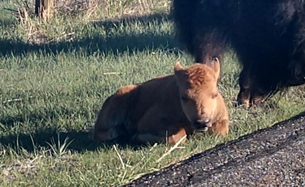 Thermopolis Has The First Baby Bison Of The Season & It’s Too Cute