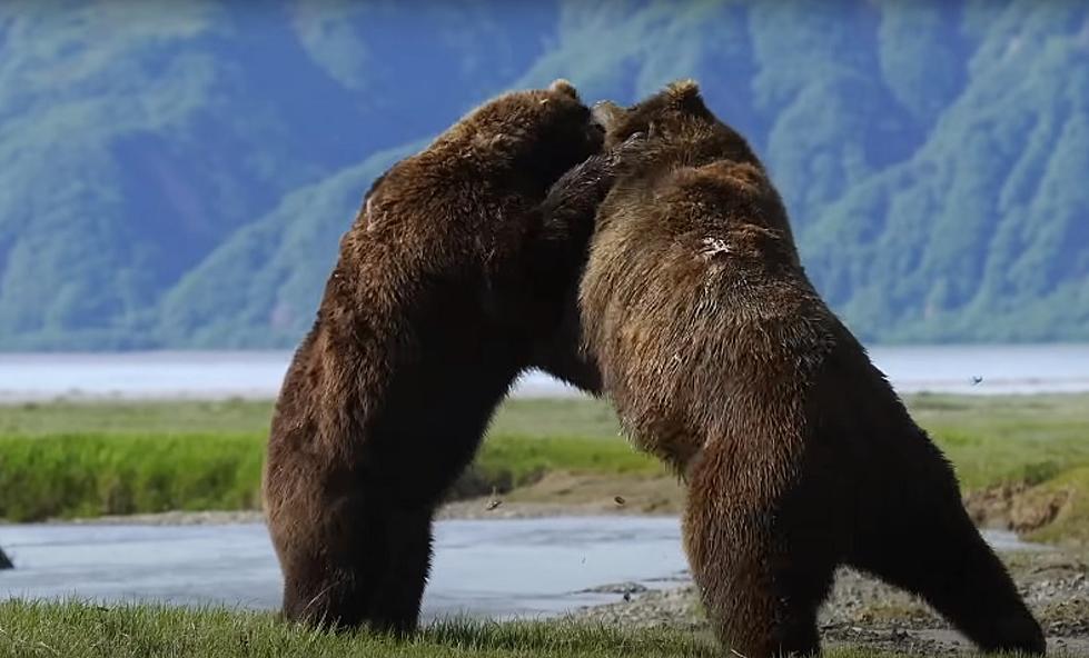 BRUTAL COMBAT: Two Massive Bears Battle Nonstop For 9 Minuets