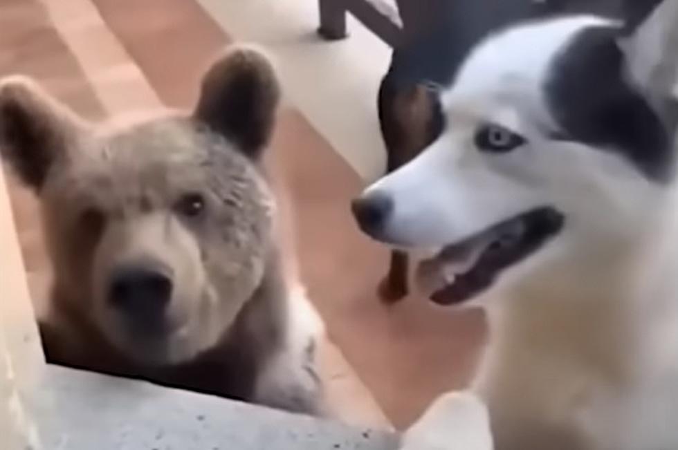 OH MY! Dog Bring Homes Bear Cub As New Friend