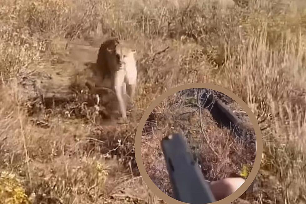 WATCH: Frightened Hiker Shoots At Charging Mountain Lion